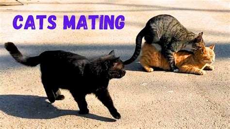 sexy cat|Mating Cats Hard (successfully) (PART 2) .